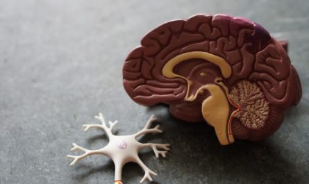 Lidský mozek prezentovaný prostřednictvím umělé makety.