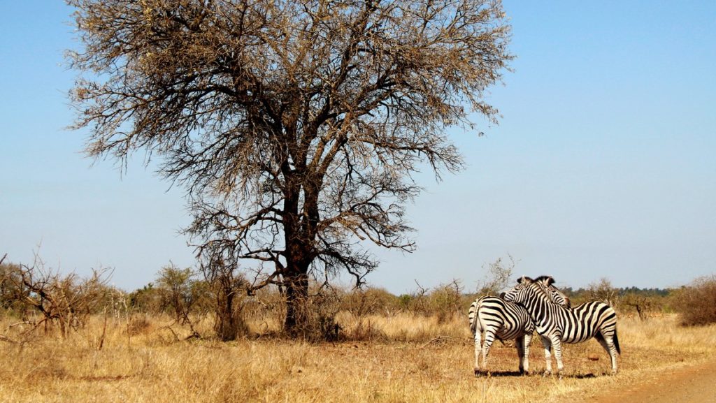 Zebror i Kruger National Park. Det är en av de mest populära nationalparkerna.