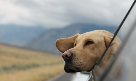 Taip pat galite mėgautis kelionėmis su šunimi automobilyje.