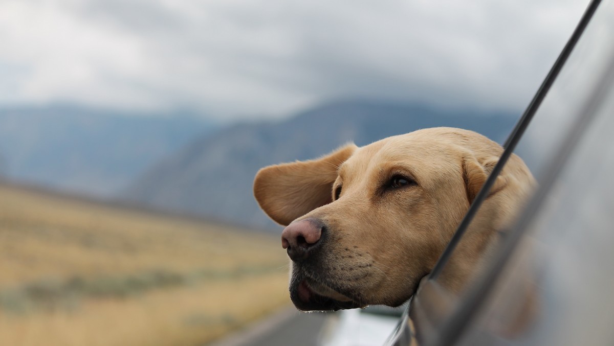 Cestování se psem vyžaduje jistou přípravu