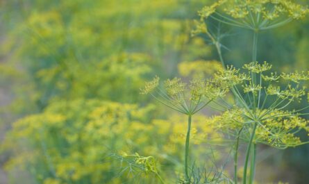 Dill, which is the basis for a dish called dill sauce.